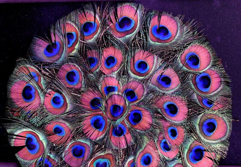 Peacock feathers in a circle