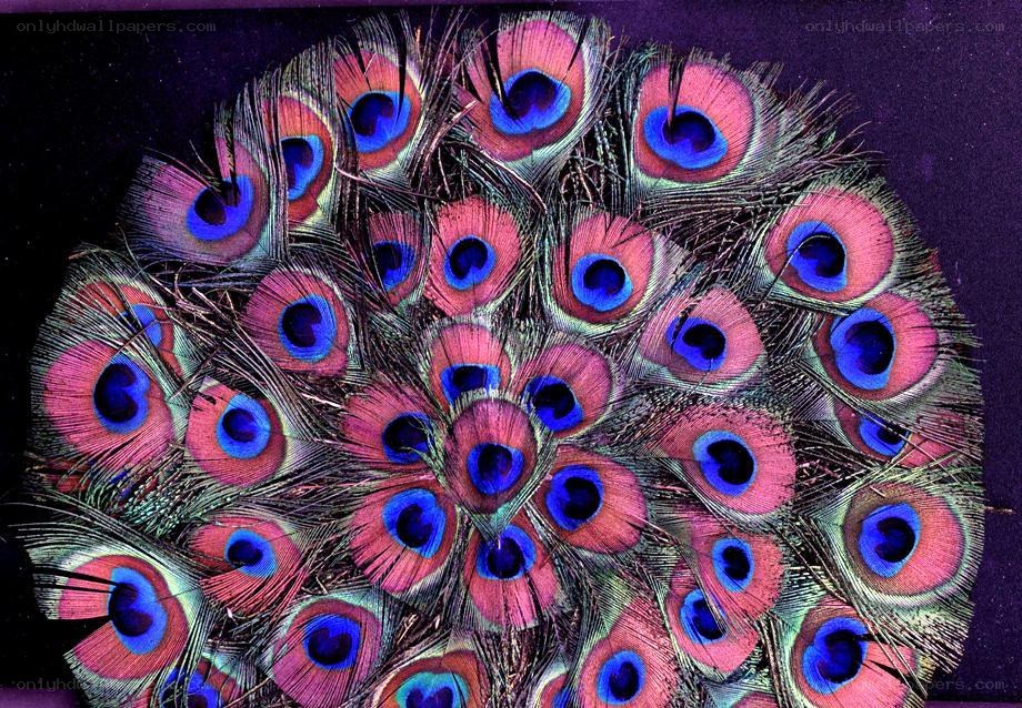 Peacock feathers in a circle