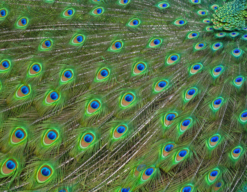 Peacock Feathers