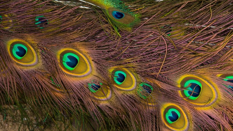 Peacock feathers with eye patterns