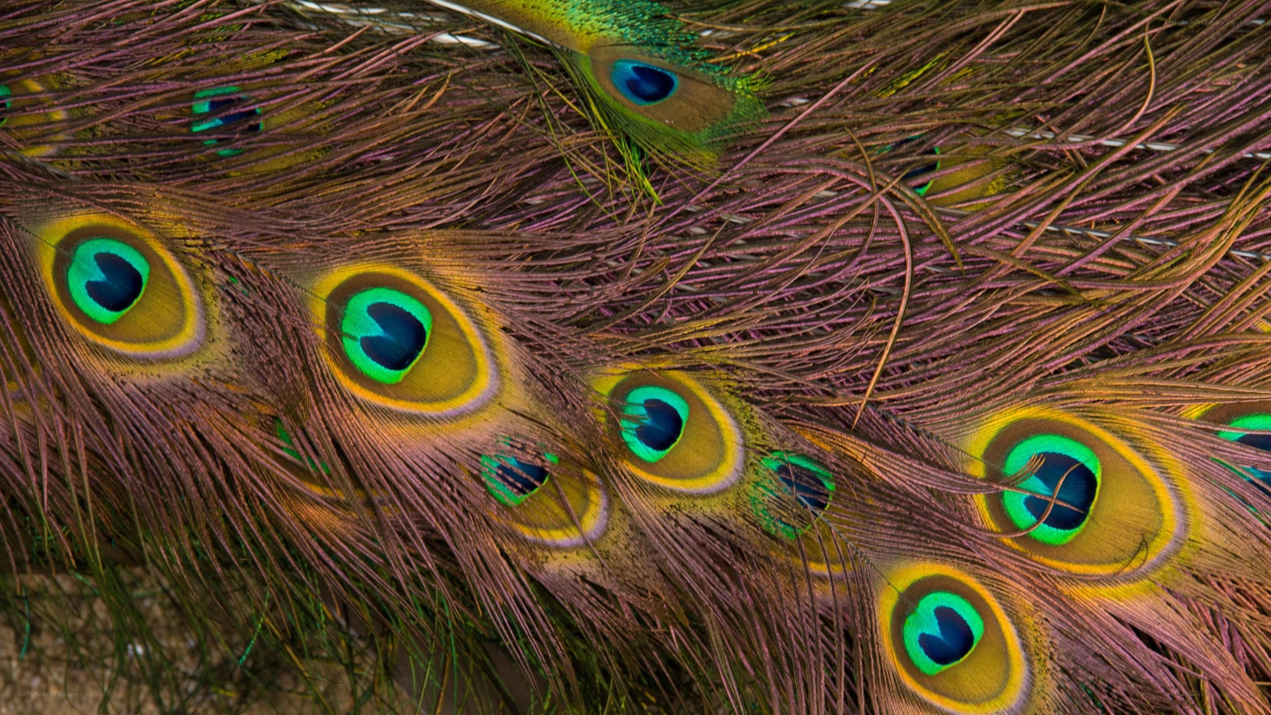 Peacock feathers with eye patterns