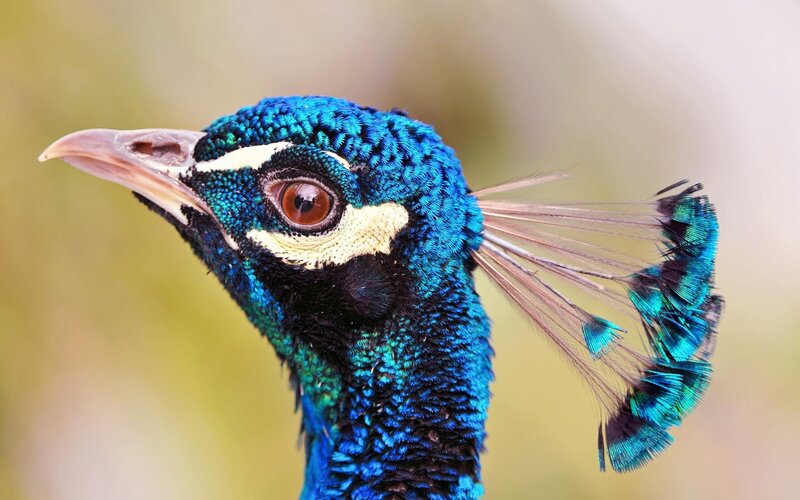 Peacock Head and Neck — Blue, Calm, Photograph, Eye, Feathers