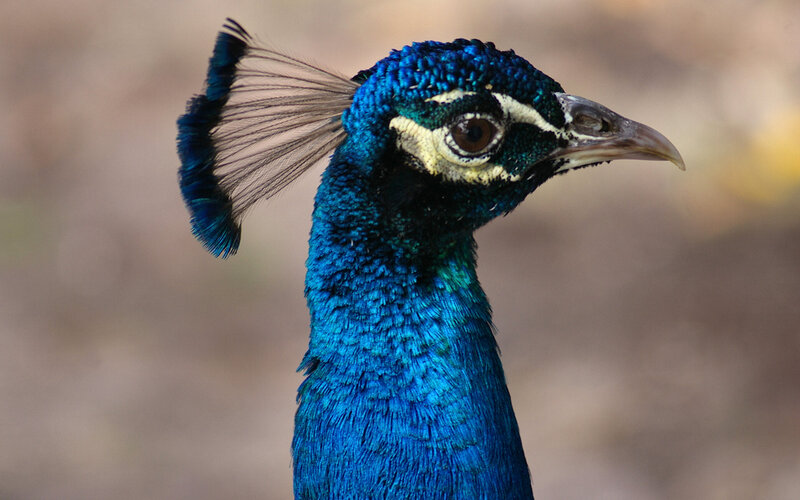 Peacock Head and Neck — Blue, Calm, Photograph, Eye
