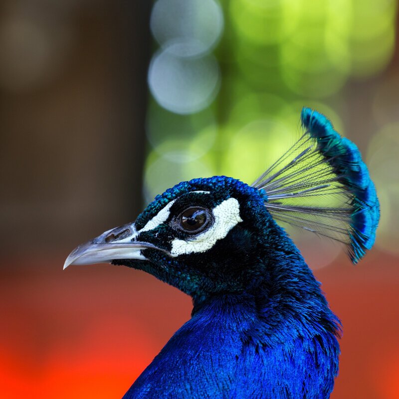 Peacock Head and Neck — Blue, Calm, Photograph, Feathers, Eye