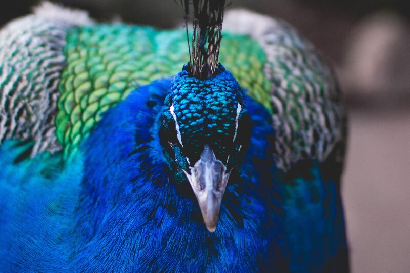Peacock Head and Neck — Blue, Calm, Photograph, Feathers