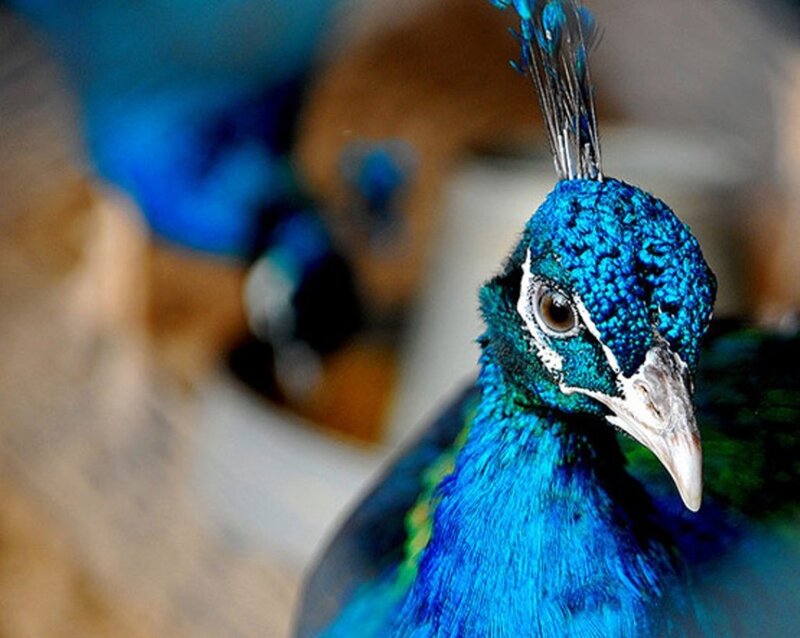 Peacock Head and Neck — Blue, Calm, Photograph