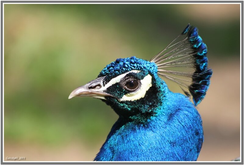 Peacock Head and Neck — Blue, Calm