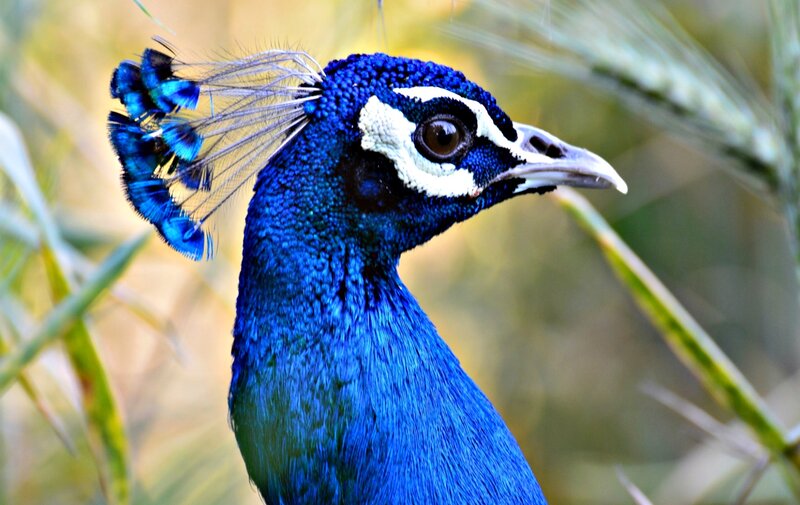 Peacock Head and Neck — Blue, Natural