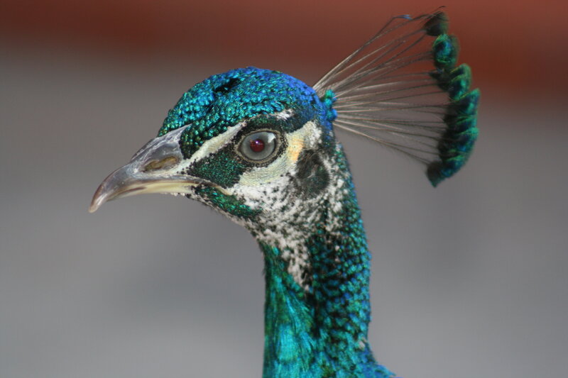 Peacock Head and Neck — Blue