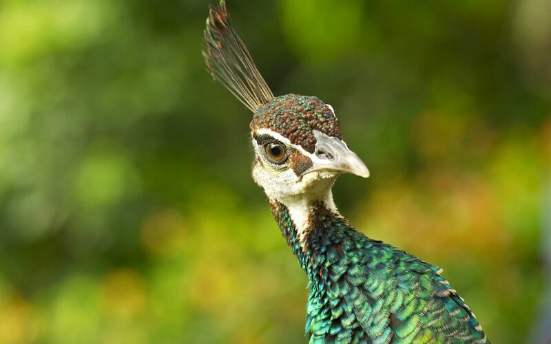 Peacock Head and Neck — Green