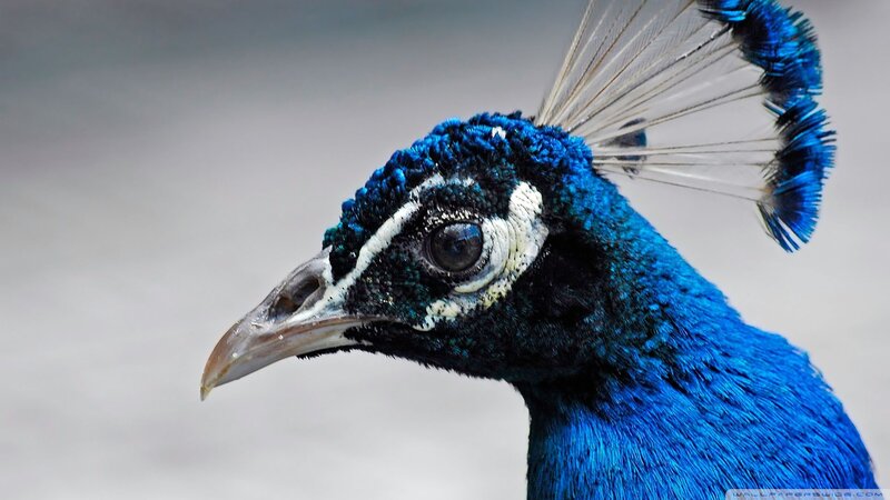 Peacock Head — Blue, Calm, Photograph, Feathers