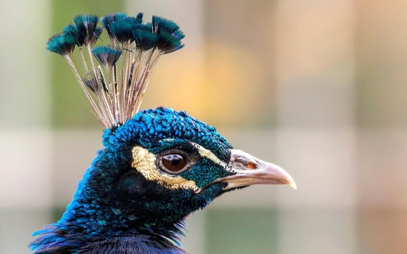 Peacock Head — Blue, Calm, Photograph