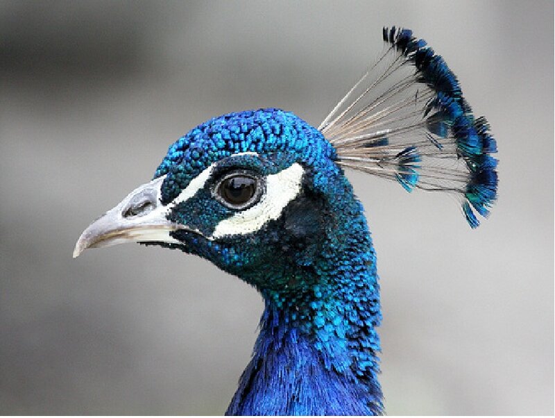 Peacock Head — Blue, Calm