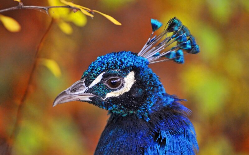 Peacock Head — Blue, Natural