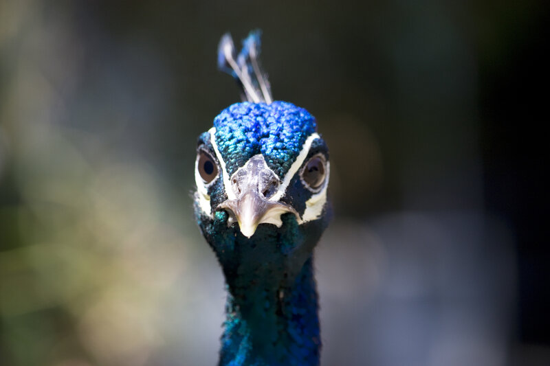 Peacock Head — Blue