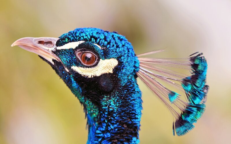Peacock Head Close-up
