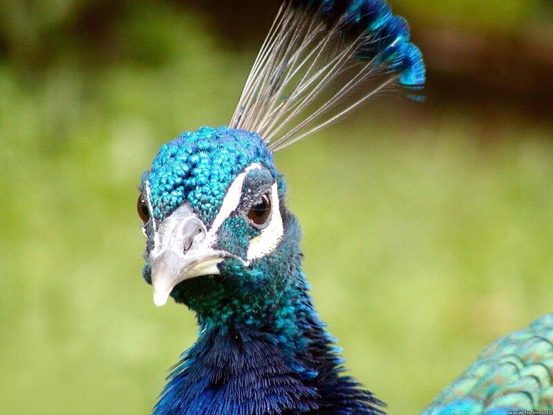 Peacock Head