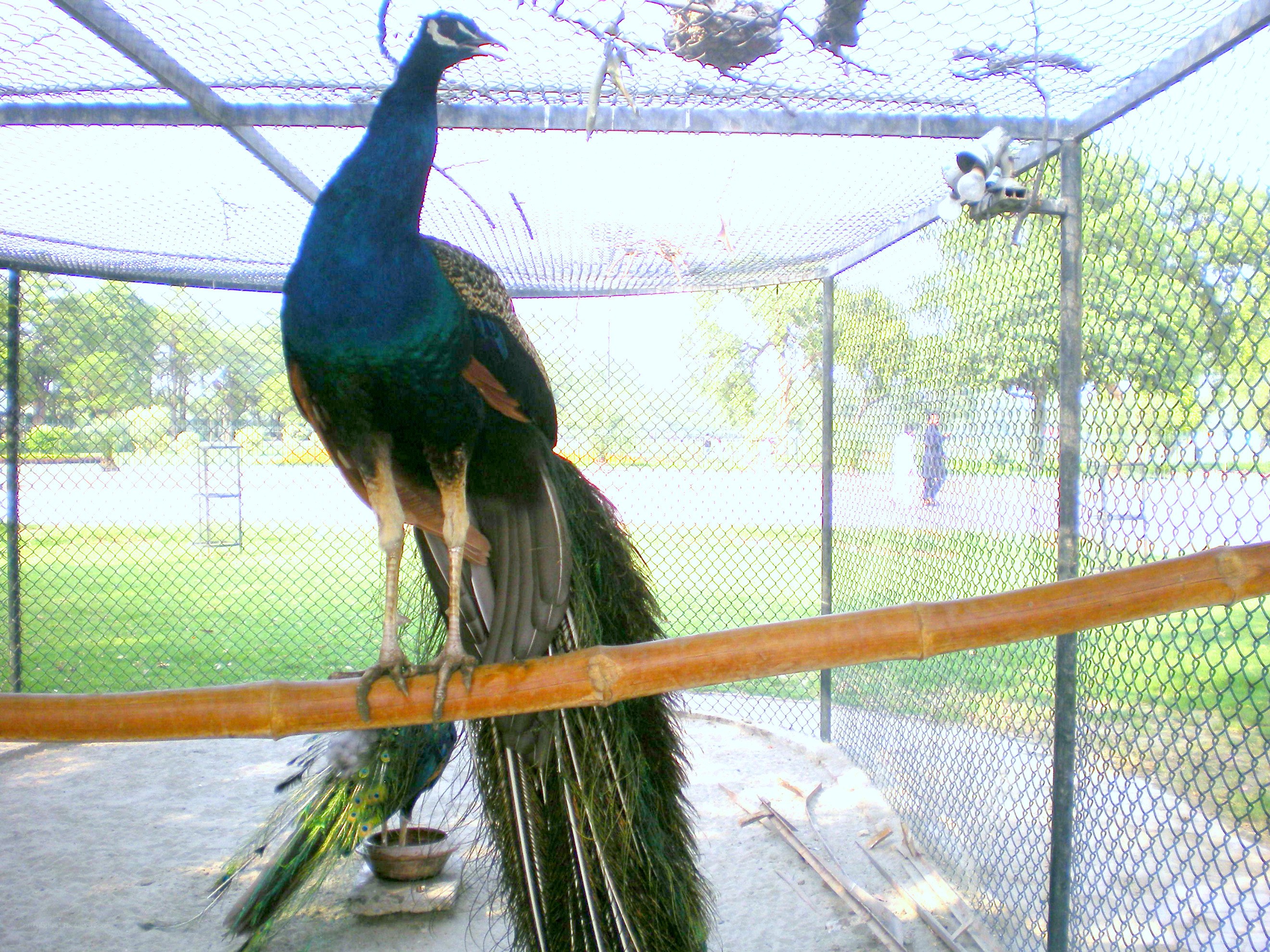 Peacock in a cage