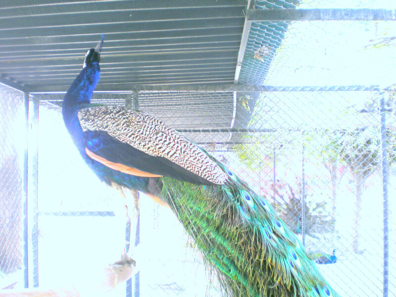 peacock in a cage