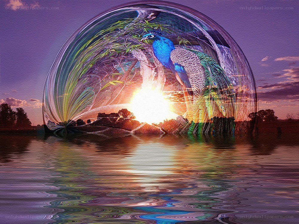 Peacock in a glass dome