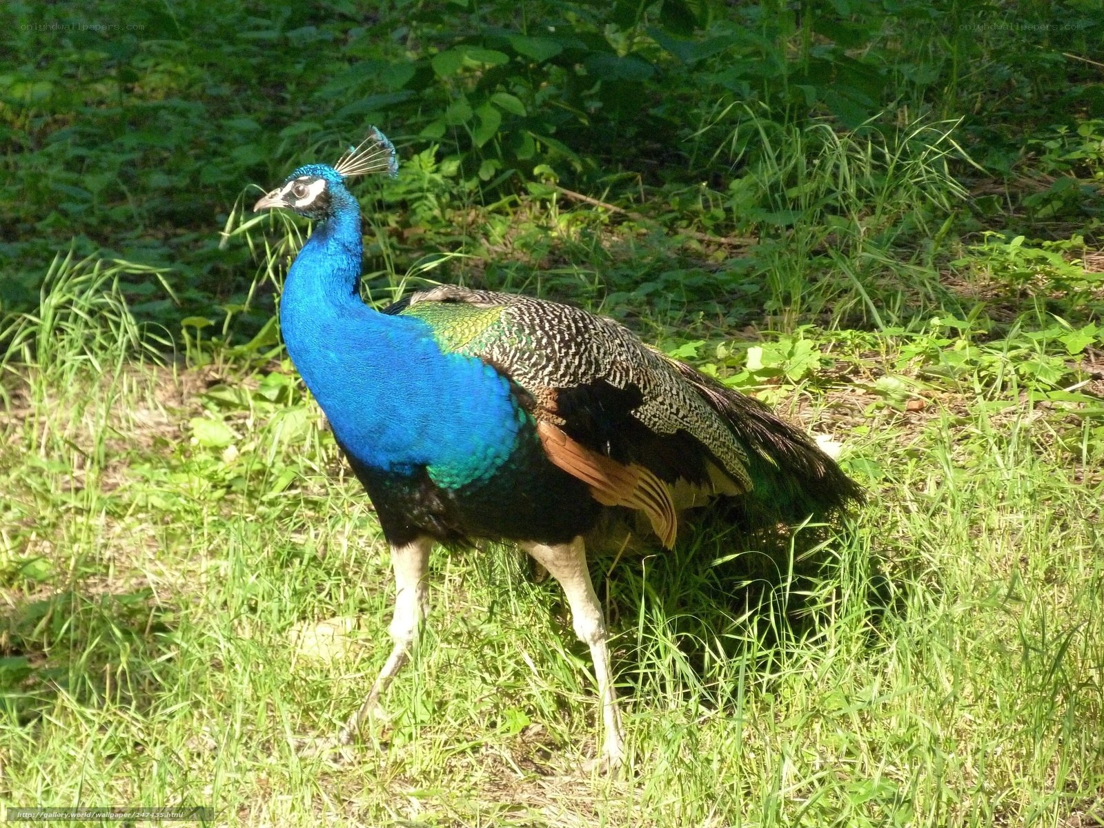 peacock in a grassy field