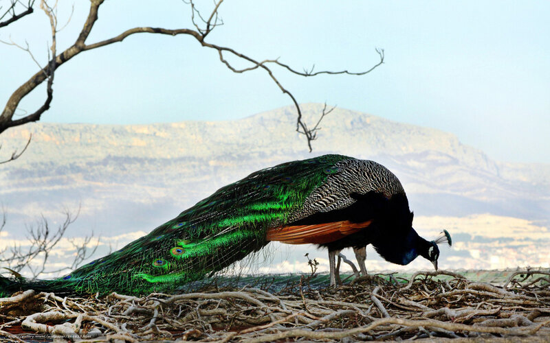 Peacock in a natural setting