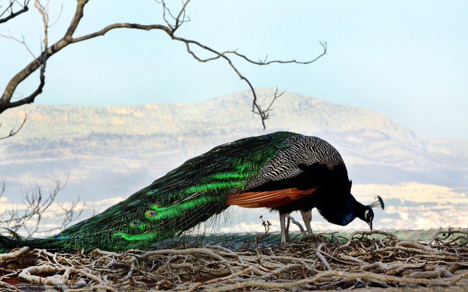 Peacock in a natural setting