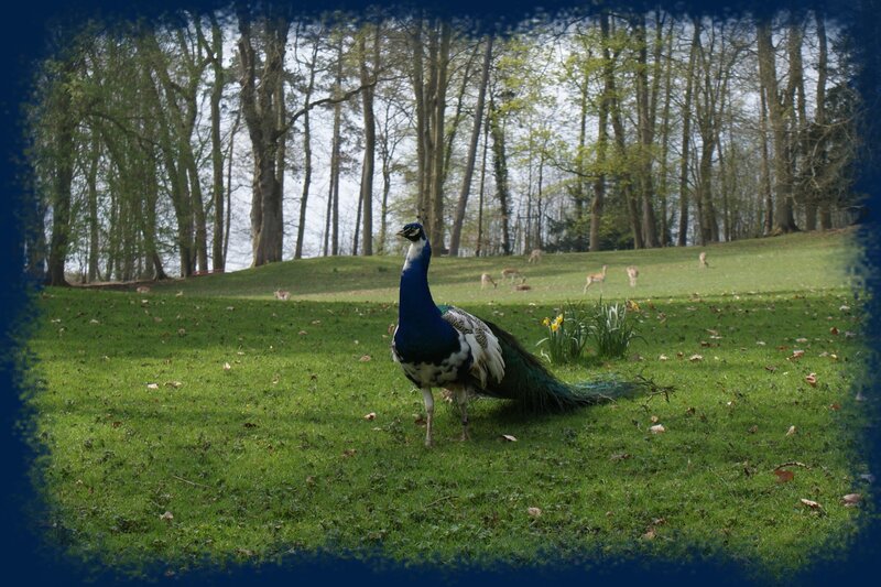 Peacock in a park