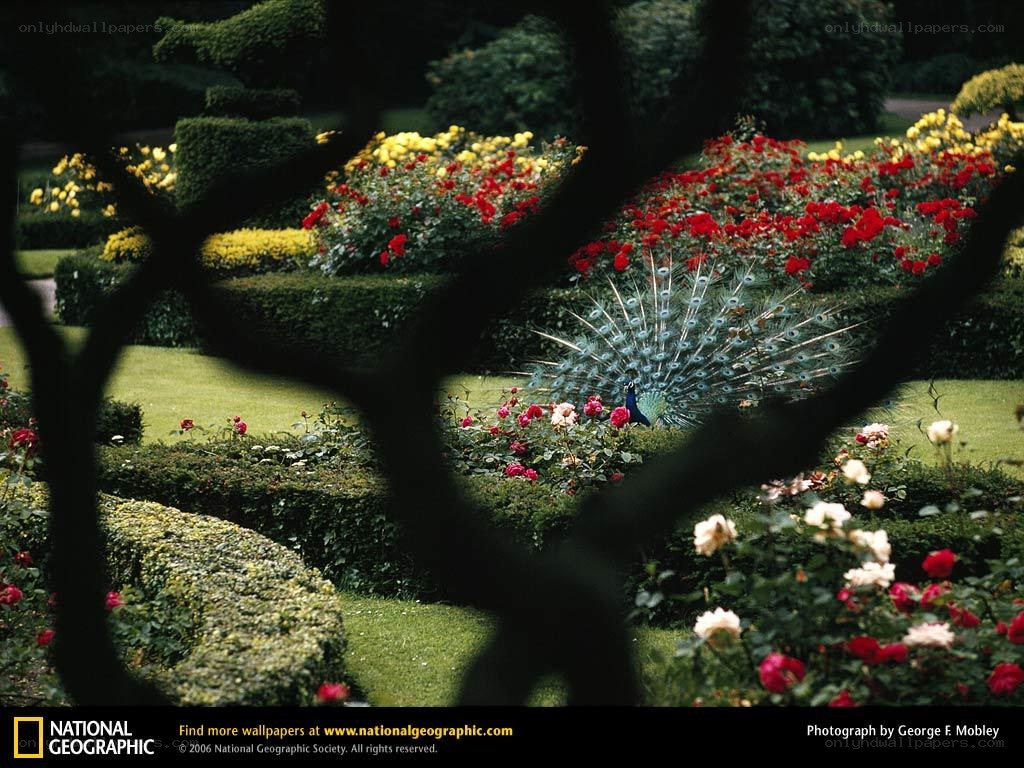 Peacock in a rose garden