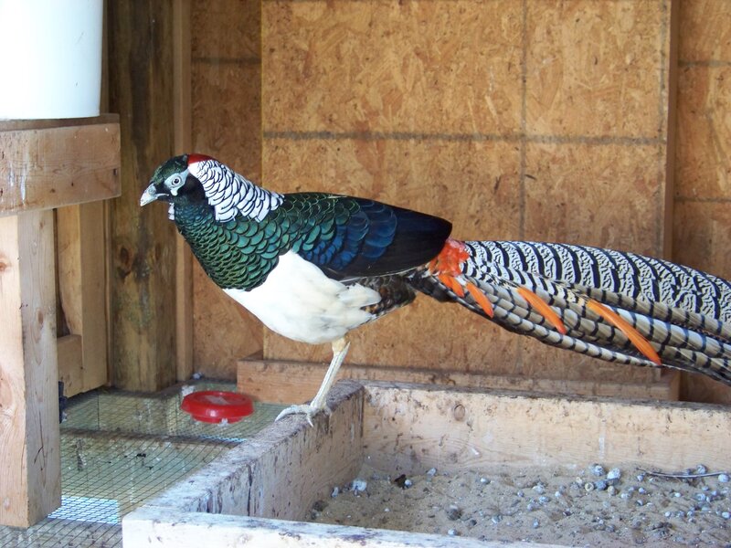 peacock in a wooden enclosure