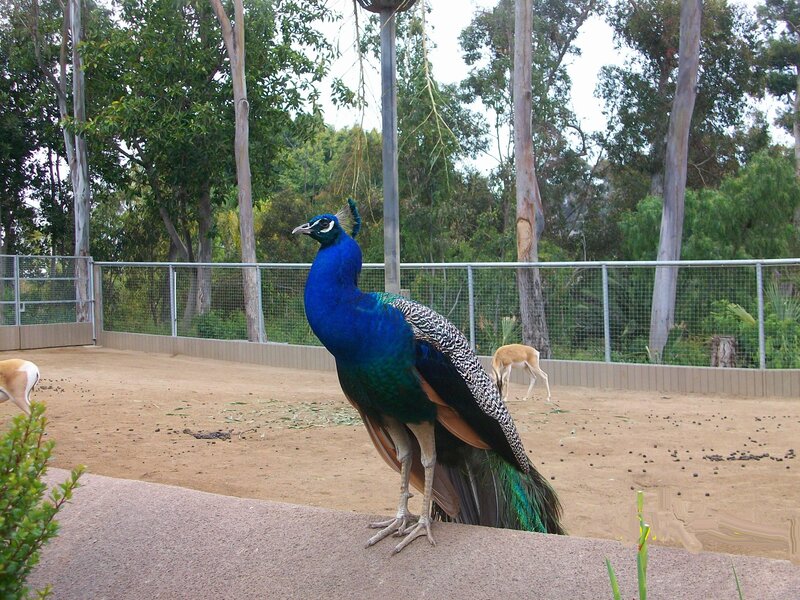 Peacock in a zoo enclosure