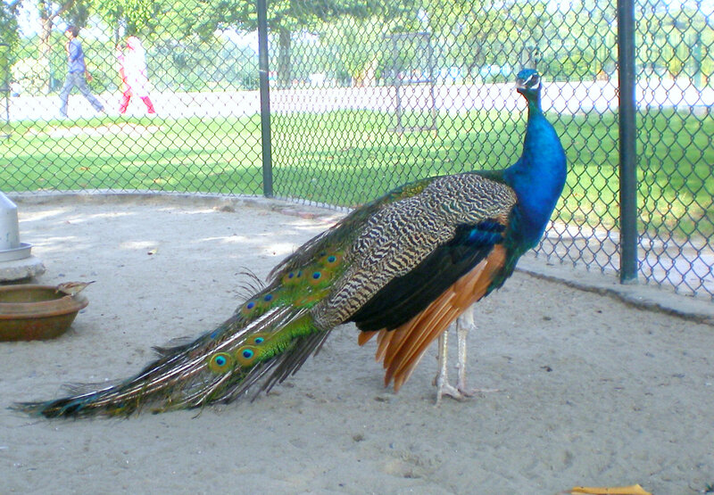 Peacock in an enclosure