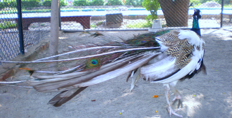 peacock in an enclosure