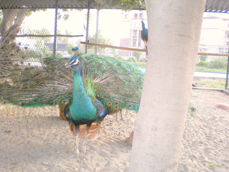 peacock in an enclosure