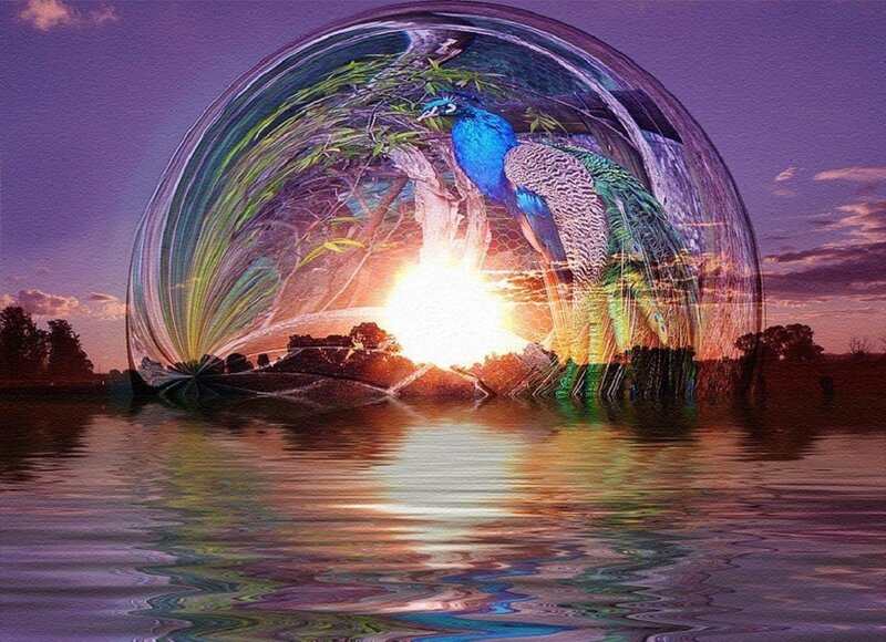 Peacock in Bubble