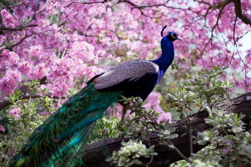peacock in cherry blossoms