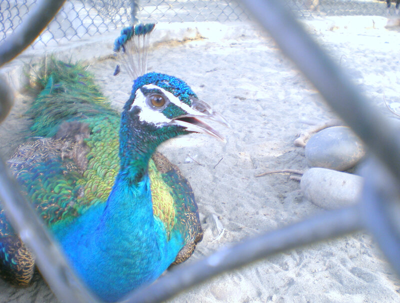 Peacock in Enclosure — Blue