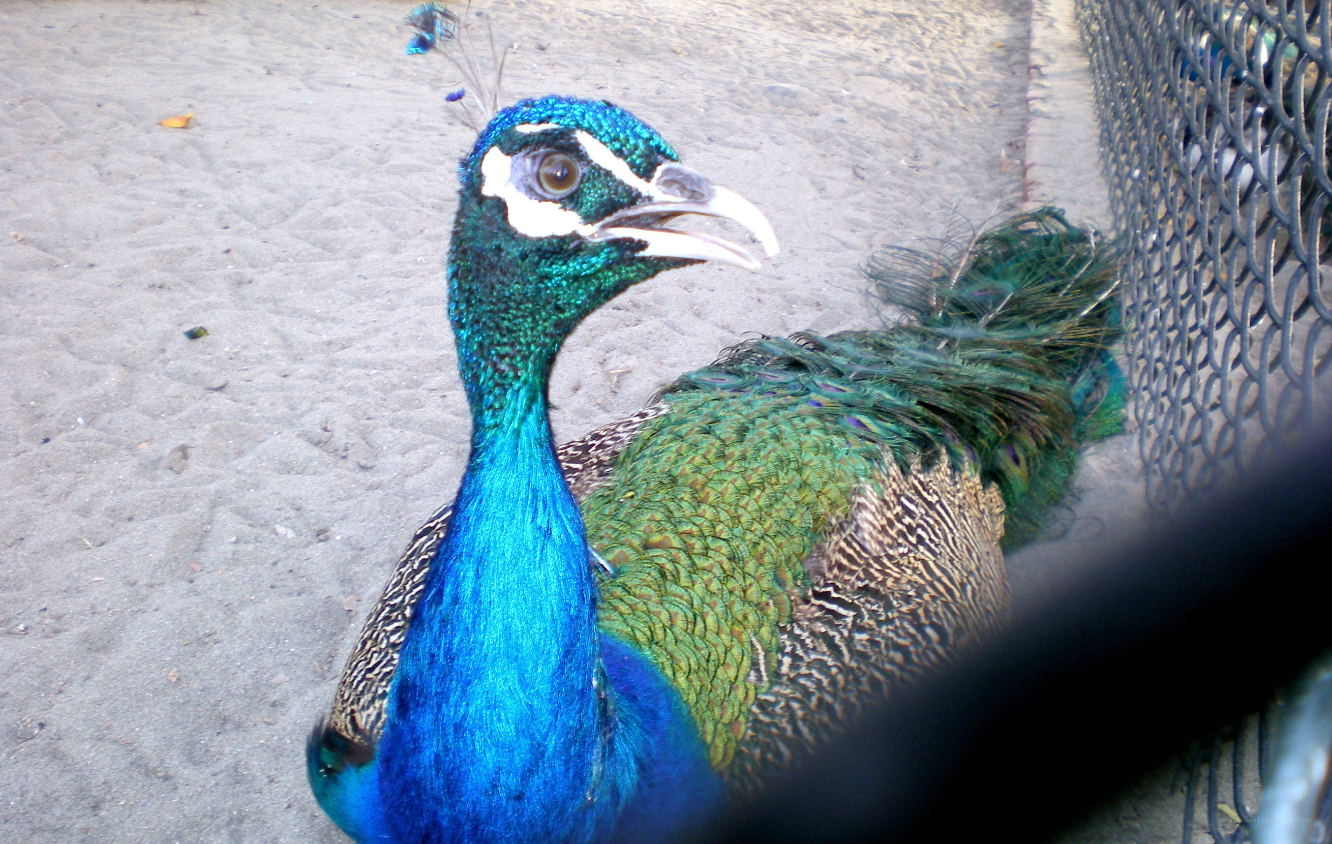 peacock in enclosure