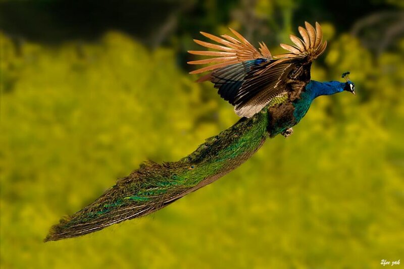 Peacock in Flight — Blue, Dynamic