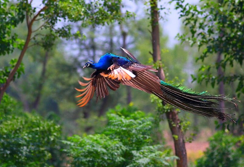 Peacock in Flight — Blue