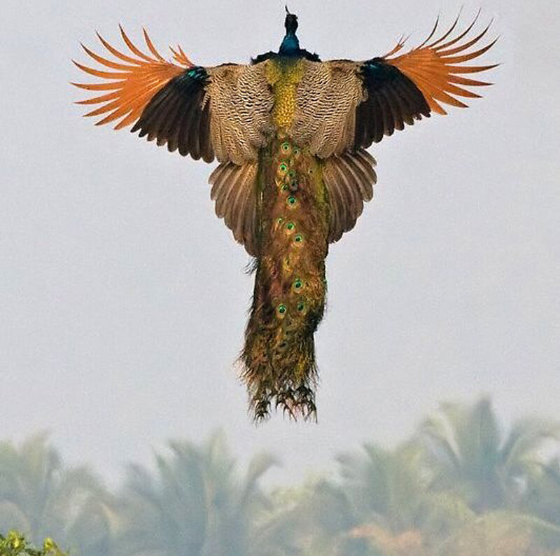 Peacock in Flight — Brown