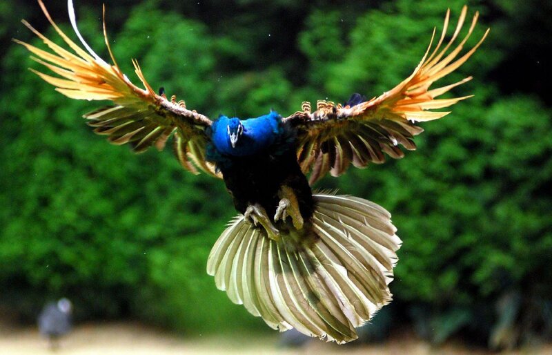 peacock in flight