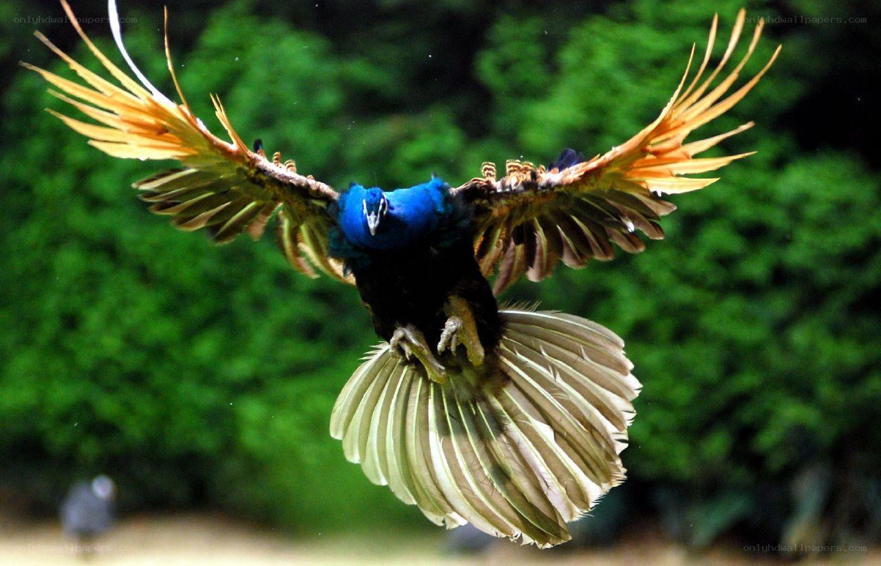 peacock in flight