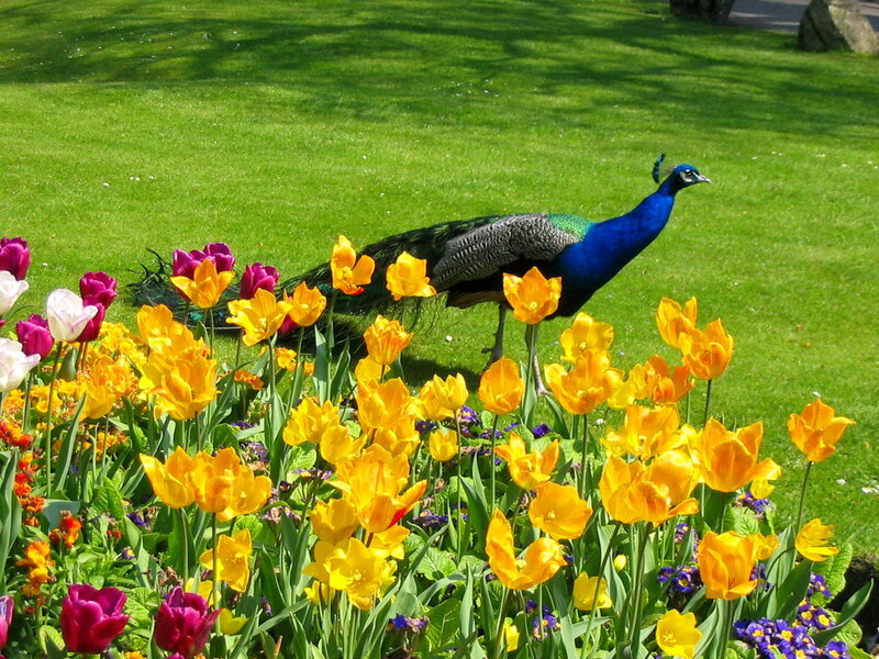 Peacock in Flower Bed