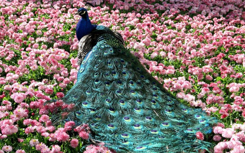 Peacock in Flower Field — Blue