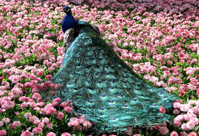 Peacock in Flower Field