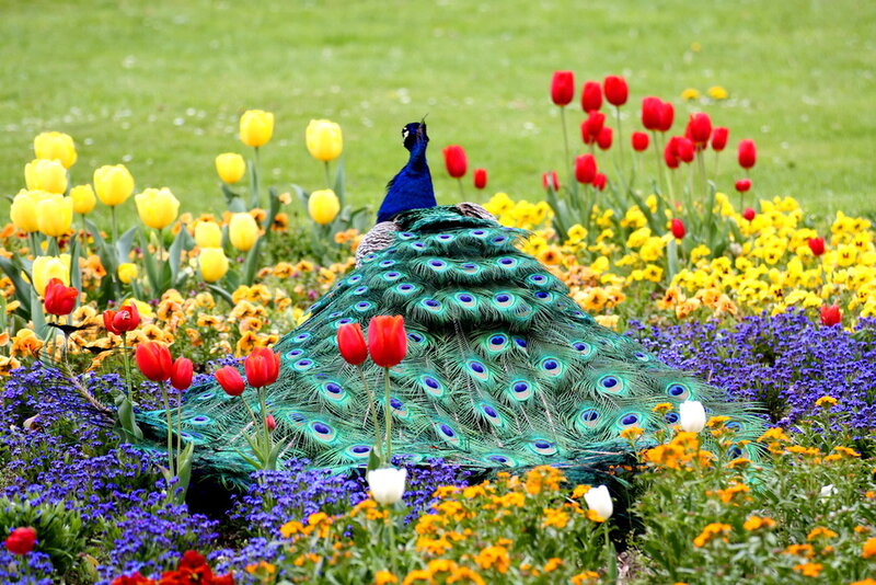 Peacock in Flower Garden — Green