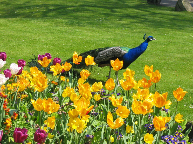 Peacock in Flower Garden