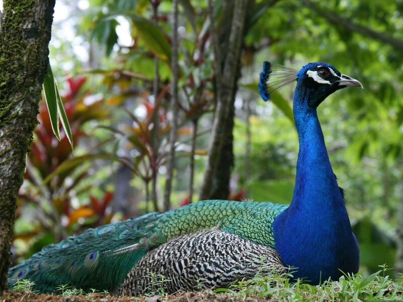 Peacock in Forest — Blue, Natural, Afternoon