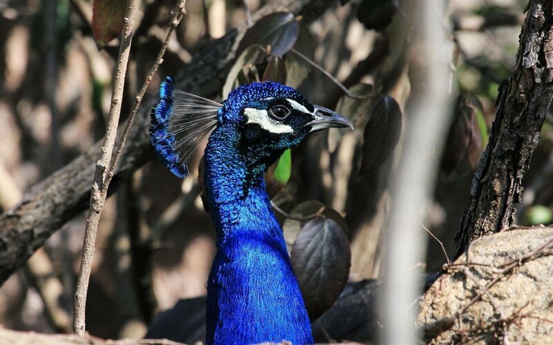 Peacock in Forest — Blue, Natural
